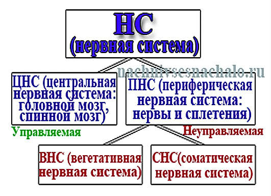 симптоматика ВСД дистонии причины